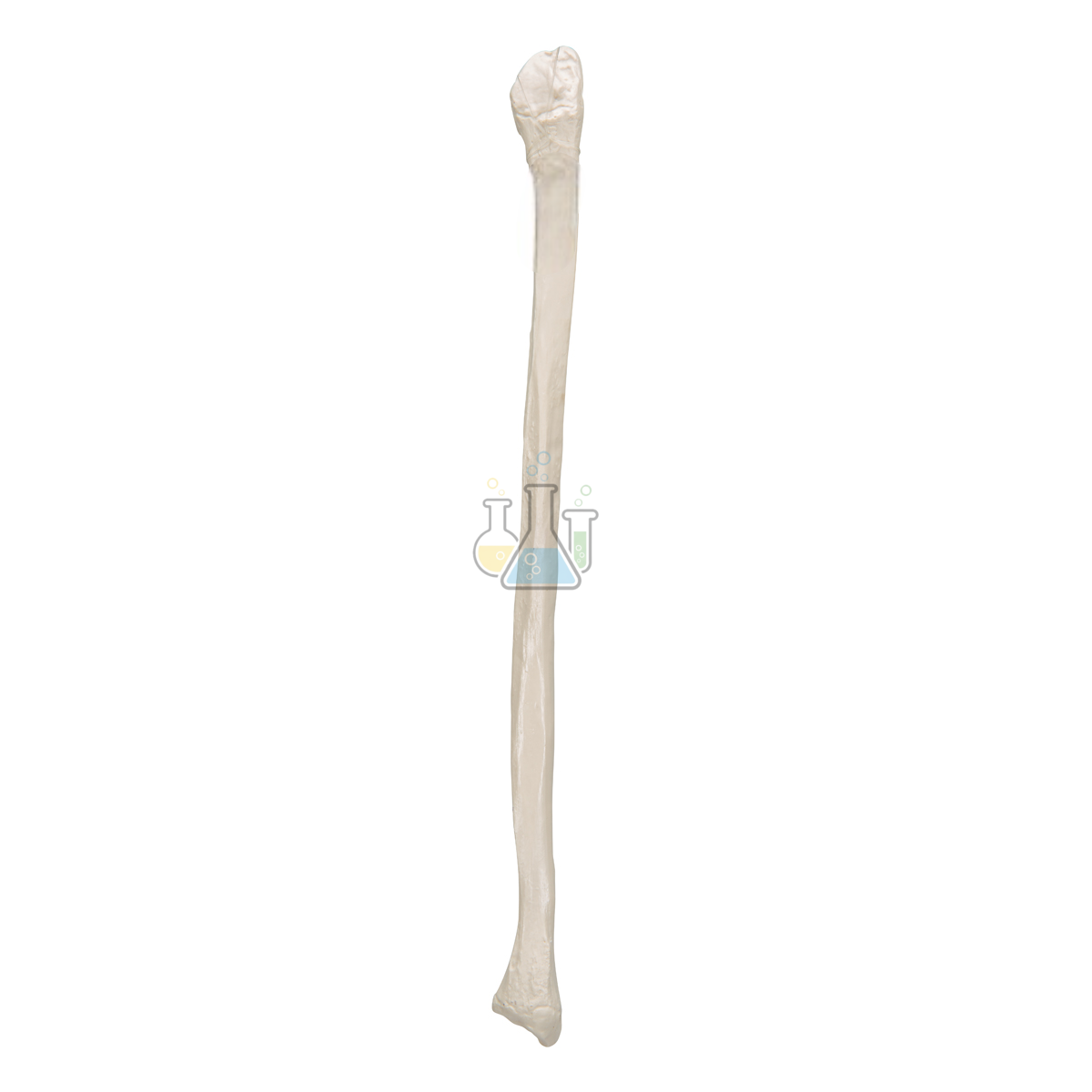 Fibula model